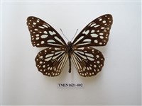 藏品(淡紋青斑蝶)的圖片